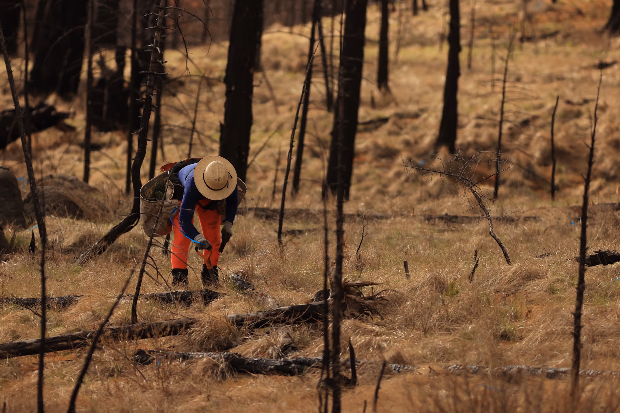 Engaging Communities Through Reforestation