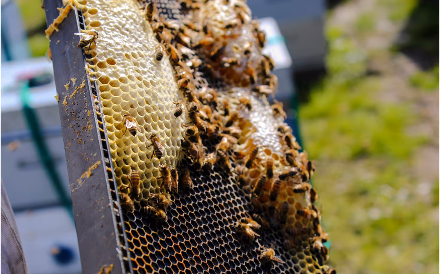 Protecting Pollinators in Kenya with EarthLungs Bee Hives