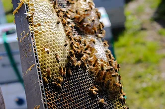 Protect bees
